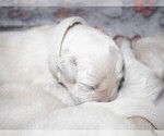 Puppy 11 English Cream Golden Retriever