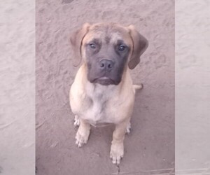 Mastiff Puppy for sale in ACCIDENT, MD, USA