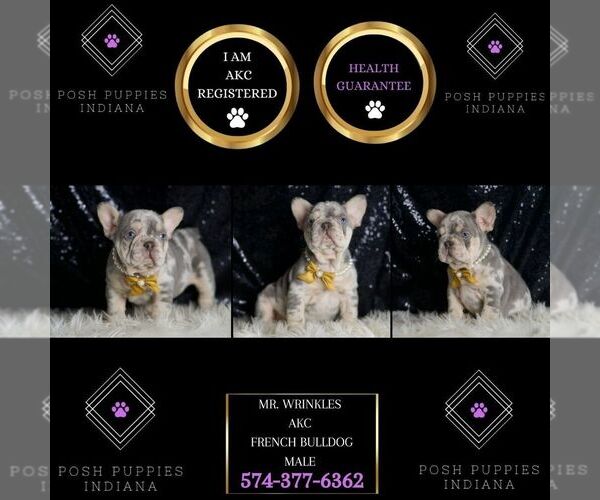 Medium Photo #7 French Bulldog Puppy For Sale in WARSAW, IN, USA