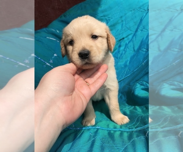 Medium Photo #12 Golden Retriever Puppy For Sale in WESTMINSTER, SC, USA