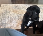 Small #19 Labradoodle