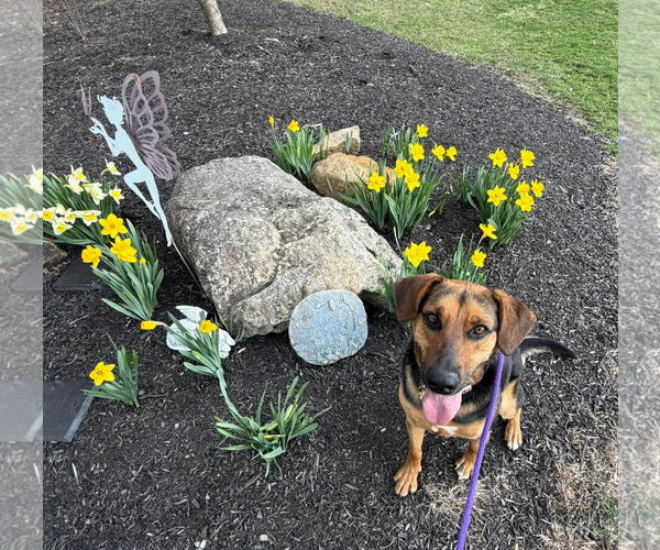 Medium Photo #4 Mutt Puppy For Sale in Rockaway, NJ, USA