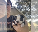 Small #5 Boston Terrier