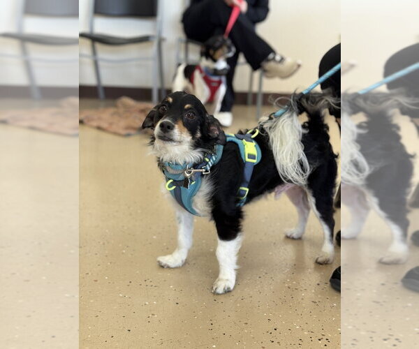 Medium Photo #3 Mutt Puppy For Sale in Mundelein, IL, USA