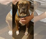 Small #1 Boxer