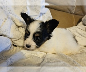 Papillon Puppy for sale in FULTON, MO, USA