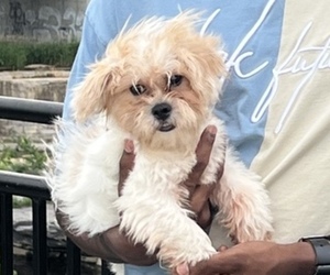 Shorkie Tzu Puppy for sale in WATERTOWN, NY, USA