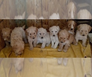 Goldendoodle Puppy for sale in HINCKLEY, MN, USA