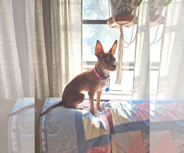 Medium Photo #1 Chihuahua-Unknown Mix Puppy For Sale in Princeton, MN, USA