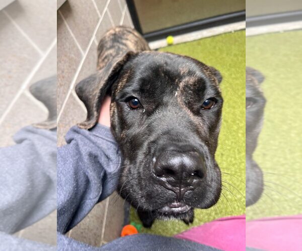 Medium Photo #2 Mutt Puppy For Sale in New York, NY, USA