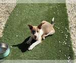 Small Mutt