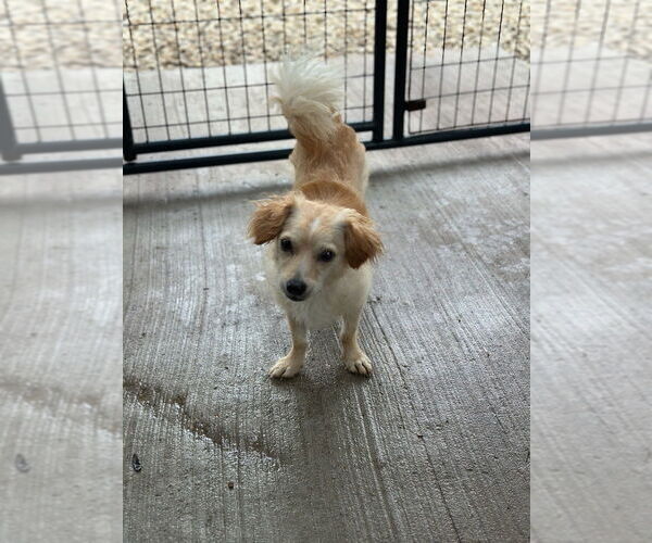 Medium Photo #2 Cavalier King Charles Spaniel-Unknown Mix Puppy For Sale in Oak Bluffs, MA, USA