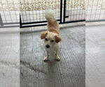 Small #1 Cavalier King Charles Spaniel Mix