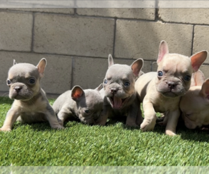 French Bulldog Puppy for Sale in CORONA, California USA