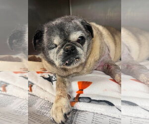 Pug Dogs for adoption in San Diego, CA, USA