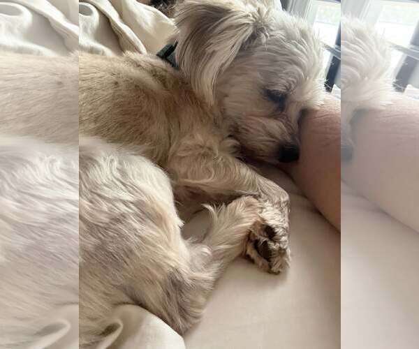 Medium Photo #3 Mutt Puppy For Sale in Greenville, SC, USA