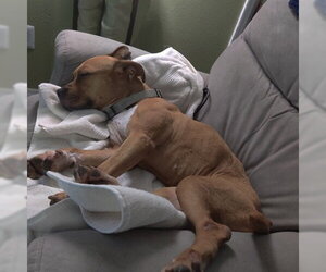 Mutt Dogs for adoption in Orlando, FL, USA