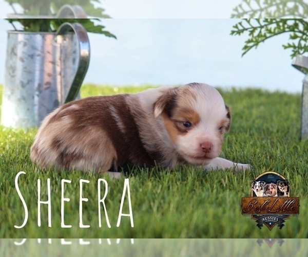 Medium Photo #19 Miniature Australian Shepherd Puppy For Sale in GRANBURY, TX, USA