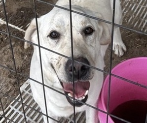 Mother of the Labrador Retriever puppies born on 03/17/2026