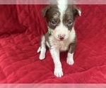 Puppy Lucky Borador