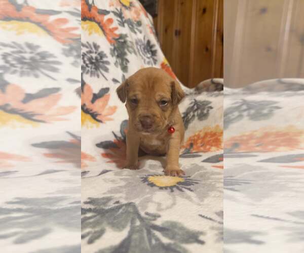 Medium Photo #3 Boxer-Unknown Mix Puppy For Sale in Holly Springs, NC, USA