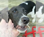 Small #8 Mutt