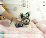 Small #8 Morkie