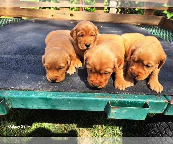 Medium Photo #3 Golden Retriever Puppy For Sale in LEON, KS, USA