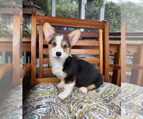 Medium Photo #2 Pembroke Welsh Corgi Puppy For Sale in NOBLESVILLE, IN, USA