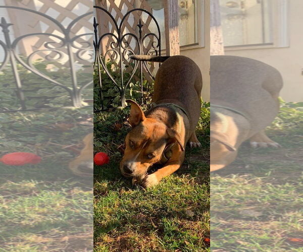 Medium Photo #22 American Pit Bull Terrier-Unknown Mix Puppy For Sale in Germantown, OH, USA