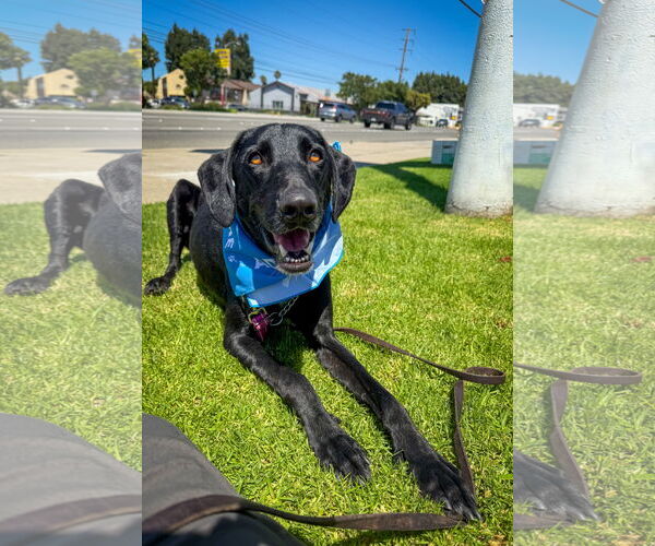 Medium Photo #8 Labrador Retriever-Unknown Mix Puppy For Sale in San Diego, CA, USA