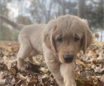 Small Photo #1 Golden Retriever Puppy For Sale in FRANKFORT, KY, USA