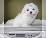 Small #4 Maltese