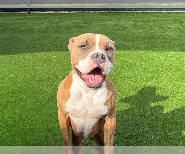 Medium Photo #1 Boxer-Unknown Mix Puppy For Sale in Orange, CA, USA