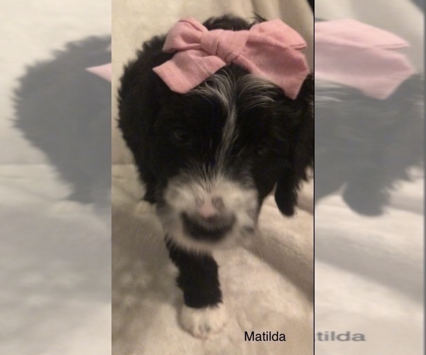 Medium Photo #2 Bernedoodle Puppy For Sale in MIAMISBURG, OH, USA