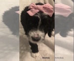 Small Photo #2 Bernedoodle Puppy For Sale in MIAMISBURG, OH, USA
