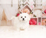 Small Photo #9 Bichon Frise Puppy For Sale in WARSAW, IN, USA