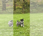 Small Photo #11 Alaskan Klee Kai Puppy For Sale in SAUGERTIES, NY, USA