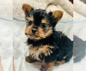 Yorkshire Terrier Puppy for sale in MYRTLE CREEK, OR, USA