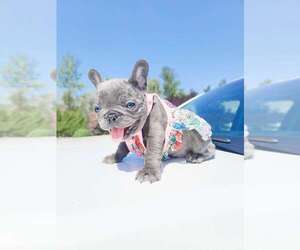 French Bulldog Puppy for sale in OZARK, MO, USA
