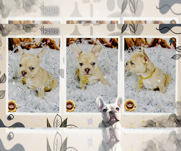 Medium Photo #6 French Bulldog Puppy For Sale in ATHENS, GA, USA