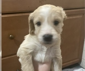 Golden Retriever-Goldendoodle Mix Puppy for sale in HIGHLAND, IN, USA