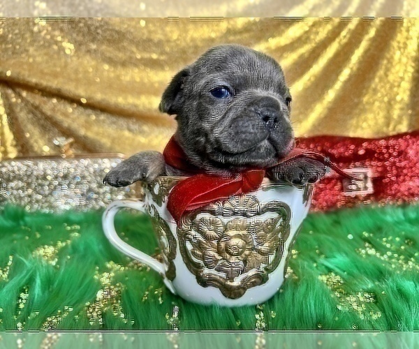 Medium Photo #70 French Bulldog Puppy For Sale in HAYWARD, CA, USA