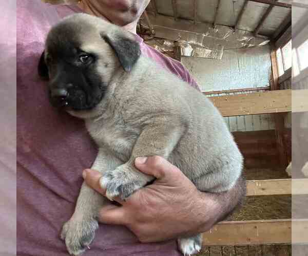 Medium Photo #1 Kangal Dog Puppy For Sale in THURMONT, MD, USA