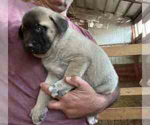 Kangal Dog Puppy for sale in THURMONT, MD, USA
