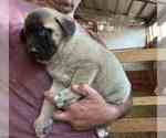 Small Kangal Dog
