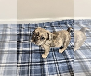 French Bulldog Puppy for sale in CHARLESTON, SC, USA