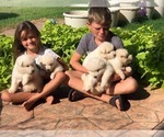 Small Photo #2 Alaskan Malamute Puppy For Sale in HENNESSEY, OK, USA