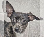 Small Italian Greyhuahua