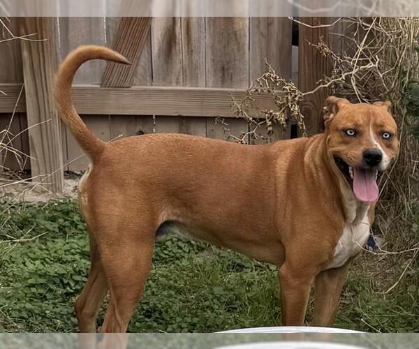 Medium Photo #1 Labrador Retriever-Unknown Mix Puppy For Sale in San Antonio, TX, USA